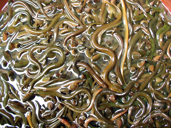 china-eels-photo.jpg.662x0_q100_crop-scale | Kim Thompson (Author)